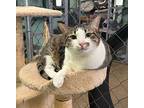 Ally, Domestic Shorthair For Adoption In Fallbrook, California