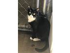 Lizzy, Domestic Shorthair For Adoption In Fallbrook, California