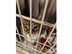 Houdini, Domestic Shorthair For Adoption In Toms River, New Jersey