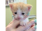 River, Domestic Shorthair For Adoption In Rockwall, Texas
