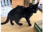 Tater Tot, Domestic Shorthair For Adoption In Toronto, Ontario
