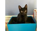 Snickers, Domestic Shorthair For Adoption In Toronto, Ontario