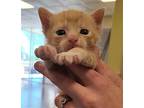Sunny, Domestic Shorthair For Adoption In Rockwall, Texas