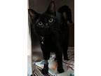 Florence (24-140), Domestic Shorthair For Adoption In Seven Valleys