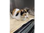 Starbuck, Domestic Shorthair For Adoption In Chico, California