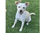 Lucy, Rat Terrier For Adoption In Bell Gardens, California