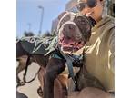 Roscoe, American Pit Bull Terrier For Adoption In Oakland, California