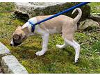 Benji, Terrier (unknown Type, Medium) For Adoption In Bedford Hills, New York