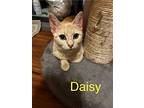 Daisy, Domestic Shorthair For Adoption In Breinigsville, Pennsylvania