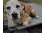 Snickers, Jack Russell Terrier For Adoption In Berkeley Springs, West Virginia