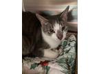 Hyperbole, Domestic Shorthair For Adoption In Baltimore, Maryland