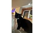Lillian, Domestic Shorthair For Adoption In Montreal, Quebec