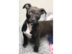 Lyssa (in Surgery 4/29), American Pit Bull Terrier For Adoption In Mason