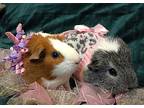 Chip & Mochi, Guinea Pig For Adoption In Forked River, New Jersey
