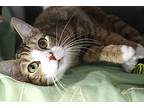 Frisky, Domestic Shorthair For Adoption In Forked River, New Jersey