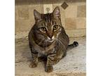 Seven, Domestic Shorthair For Adoption In Mobile, Alabama
