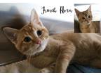 Bowser, Domestic Shorthair For Adoption In Longview, Texas