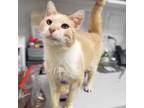 Mac, Domestic Mediumhair For Adoption In Naperville, Illinois