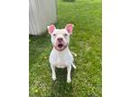 Bones, Terrier (unknown Type, Small) For Adoption In Hartford City, Indiana