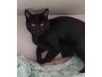 Jerry, Domestic Shorthair For Adoption In Lakeside, Arizona