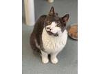 Tony (fka Chris), Domestic Shorthair For Adoption In Cumberland, Maine