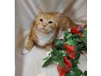 Lyle, Domestic Shorthair For Adoption In Lakeside, Arizona