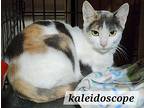 Kaleidoscope, Domestic Shorthair For Adoption In Douglasville, Georgia