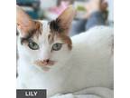 Lily, Domestic Shorthair For Adoption In Toronto, Ontario