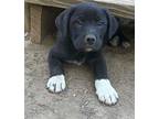 Tucker (5/8), Labrador Retriever For Adoption In Jackson, Tennessee
