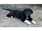 Tanner (5/8), Labrador Retriever For Adoption In Jackson, Tennessee