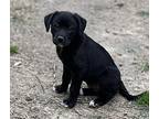 Lena (5/8), Labrador Retriever For Adoption In Jackson, Tennessee