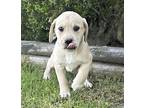 Laci (5/8), Labrador Retriever For Adoption In Jackson, Tennessee