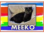 Meeko, Domestic Shorthair For Adoption In Valley City, North Dakota