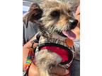Cherokee, Border Terrier For Adoption In Inglewood, California