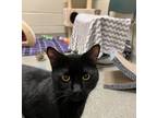 Flounder, Domestic Shorthair For Adoption In Fallston, Maryland