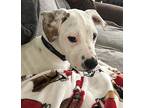 Darla In Ct, American Pit Bull Terrier For Adoption In East Hartford