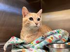 Finnigan, Manx For Adoption In Neosho, Missouri