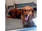 Mac, Golden Retriever For Adoption In Louisville, Kentucky