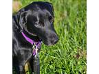 Fred Skillet, Labrador Retriever For Adoption In Louisville, Kentucky