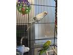 Jack, Parakeet - Other For Adoption In Monterey, California