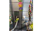 Gia, Parakeet - Other For Adoption In Monterey, California