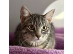 Rumpleteazer, Domestic Shorthair For Adoption In Mendon, New York