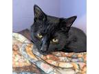 Rudy, Domestic Shorthair For Adoption In Mendon, New York