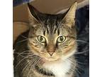 Mellow, Domestic Shorthair For Adoption In Mendon, New York