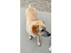 Tober & Blind Dog Poppy, Labrador Retriever For Adoption In Pena Blanca