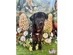 Biscuit, Labrador Retriever For Adoption In Winchester, Kentucky