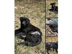 Genuine Risk (ginny), Labrador Retriever For Adoption In Winchester, Kentucky