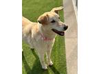 Harp, Labrador Retriever For Adoption In Calgary, Alberta