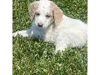 Goldendoodle Puppy for sale in Powhatan, VA, USA