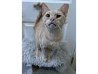 Lucky, Domestic Shorthair For Adoption In Goodyear, Arizona